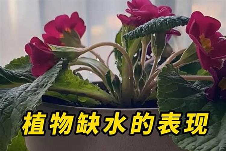 野生大叶高山榕树叶子发黄怎么办