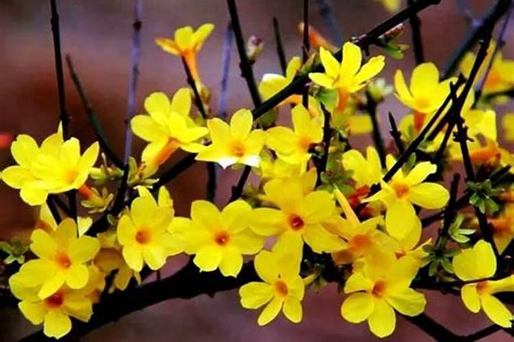 迎春花土里应加什么肥料