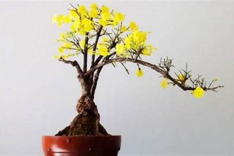 迎春花为什么只长叶子不开花