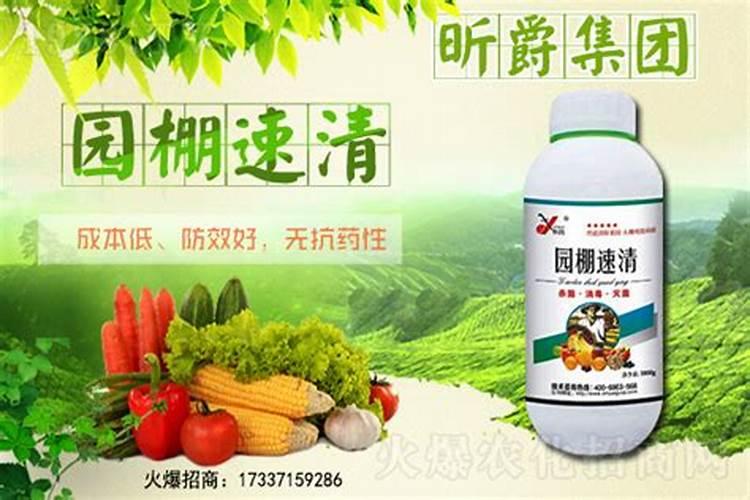 种植八月瓜能不能用大鹏？用大棚是不是会让果实提前成熟？