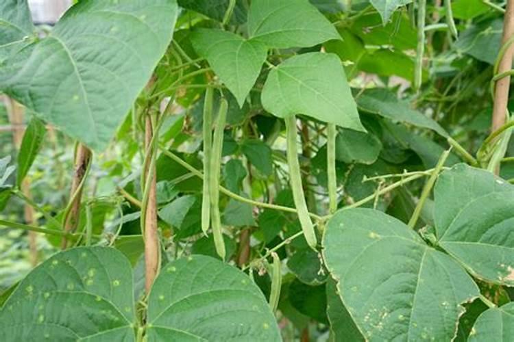 四季豆在花期能使用能百旺叶面肥吗？