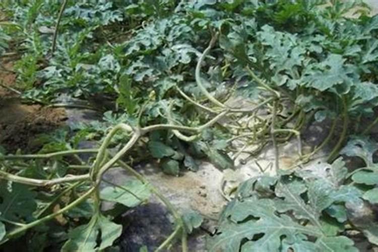 西瓜结果了需要施什么肥料