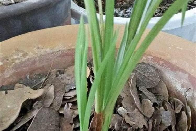 露天草莓苗的种植及管理方法