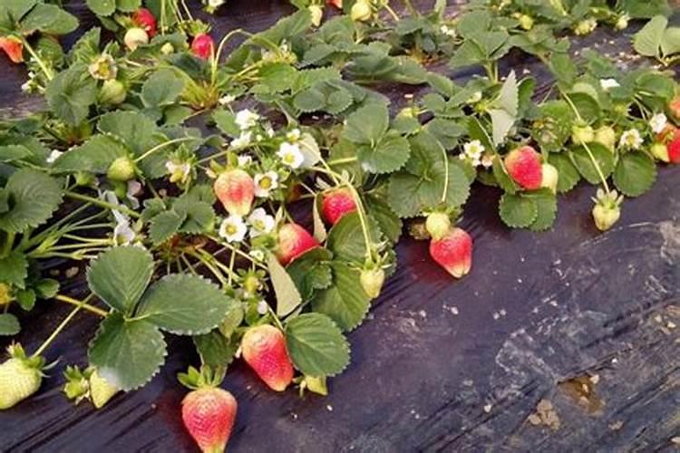 草莓磷肥什么时候用？磷肥施用过量该怎么补救？