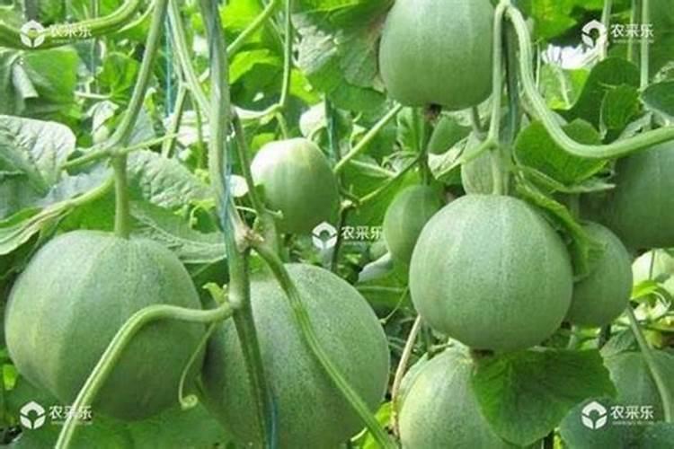 春季露地甜瓜种植时间和技术