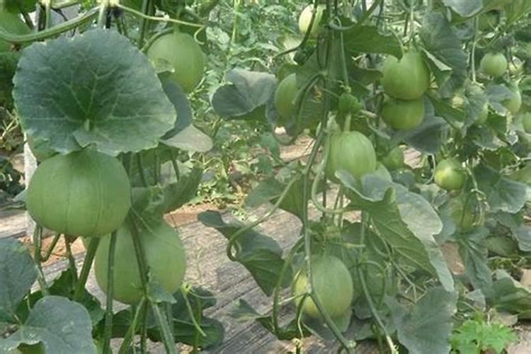 羊角蜜甜瓜能不能喷施叶面肥？