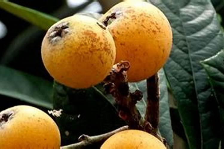 枇杷树开花期施什么肥