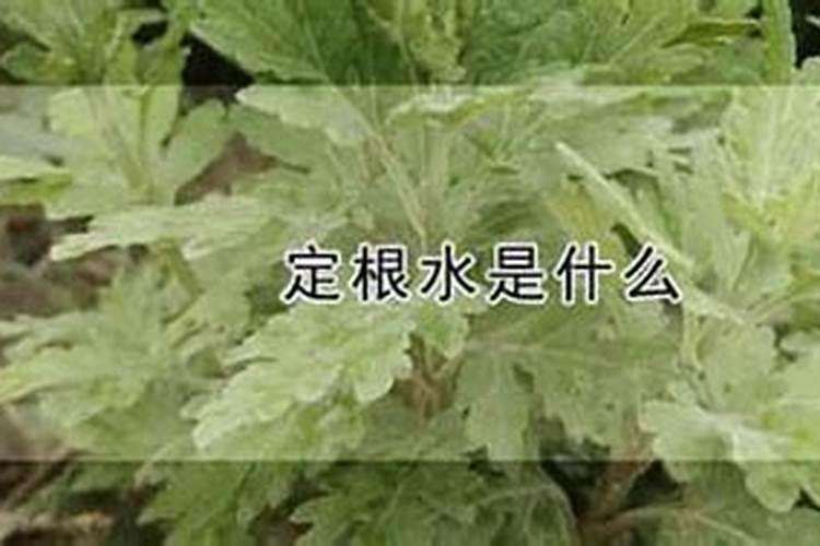 食叶草种子如何保管？
