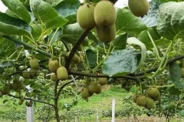 猕猴桃施什么肥料 猕猴桃施什么肥料好呢