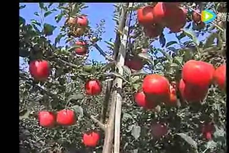 苹果树施肥的方法介绍如下