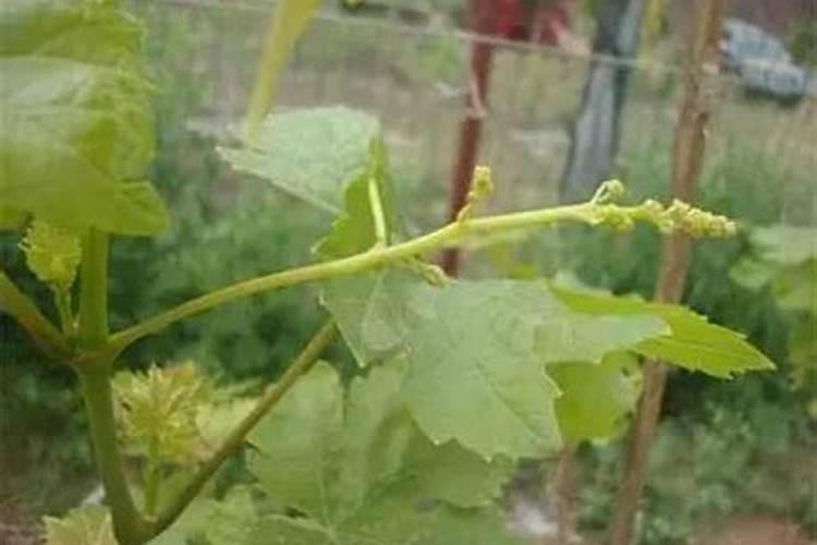 园林植物园林植物施肥注意要点