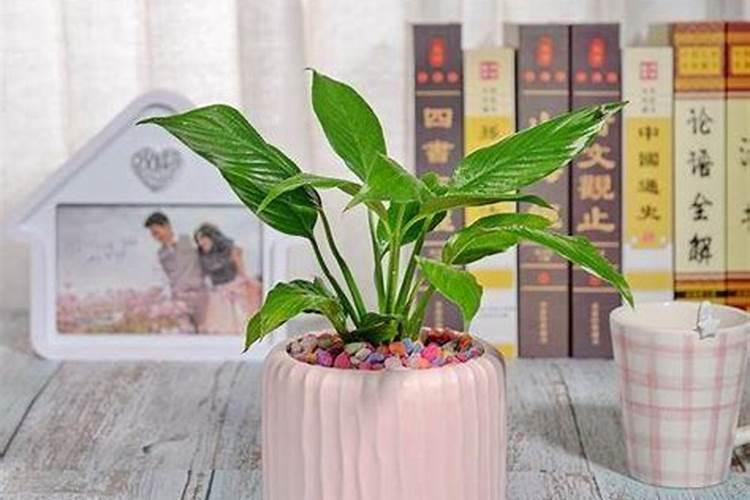 洋姜的种植方法是什么？阳姜秋后播种可以吗？