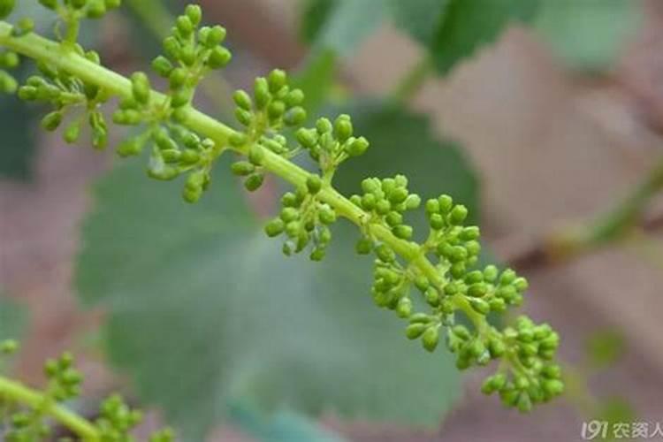 葡萄开花前施什么肥料
