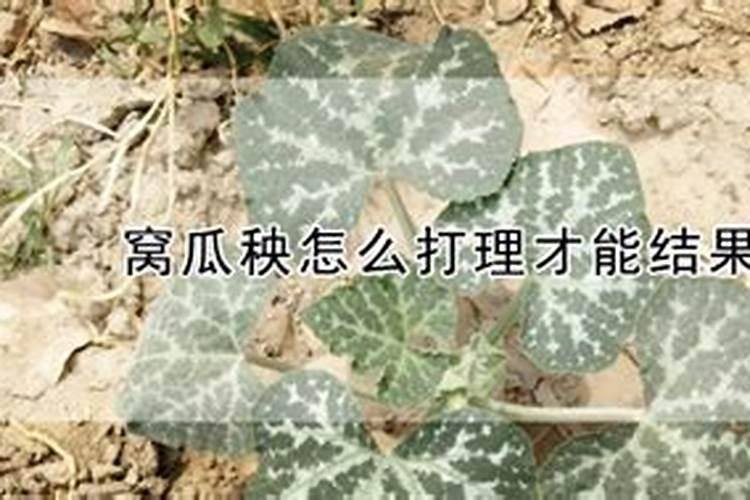 塑料大棚怎样浇水施肥