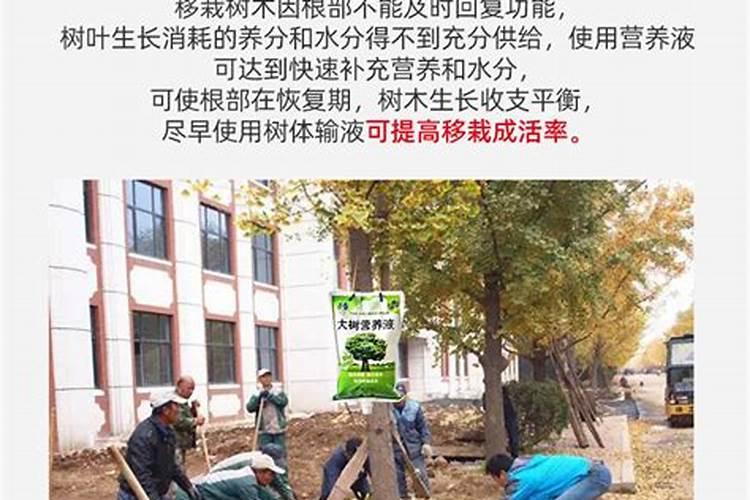 番茄可用叶姆叶面肥吗？