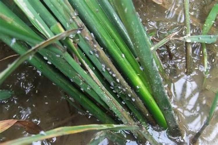 水稻里有飞蛾要打药吗？
