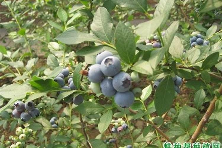 请问蓝莓用什么肥料最好