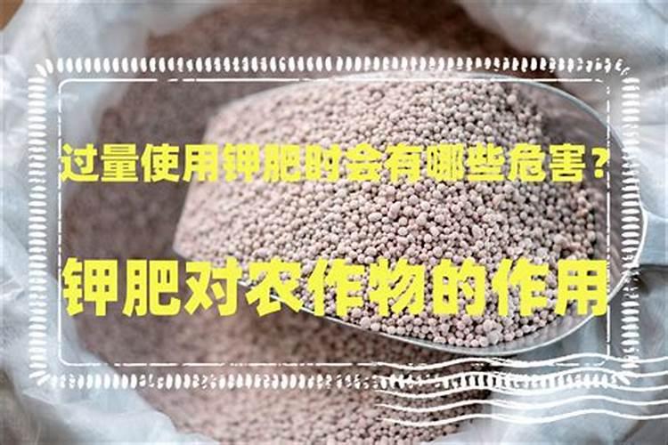 玉米地钾肥使用过量会对玉米造成什么影响