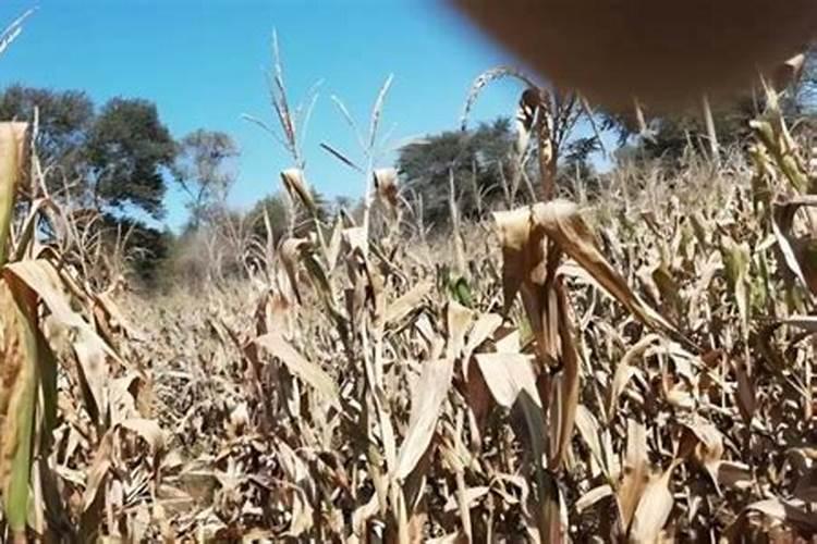 玉米使用氧化钾每亩地用多少为宜？