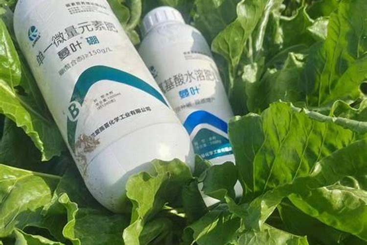 甜菜叶面施肥应把握哪些要点？
