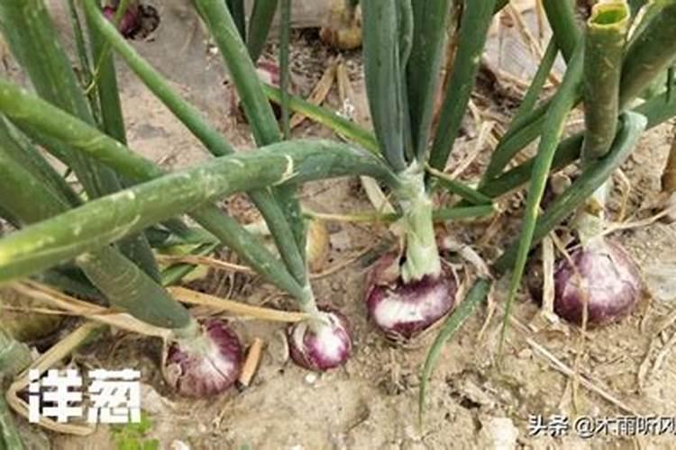 洋葱提苗用哪种钾肥最好用？