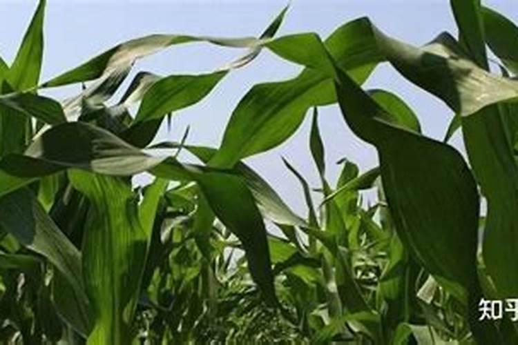 芸苔素内酯的3种误解、5大作用、5大经典复配方案!