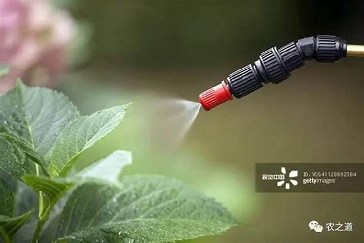 草莓喷洒叶面肥有什么好处吗？