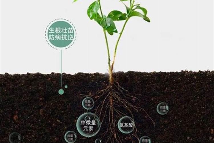 氨基酸钙肥料的优缺点有哪些呢？
