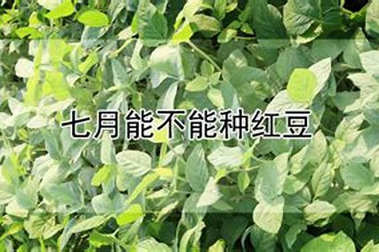 七月能不能种红豆
