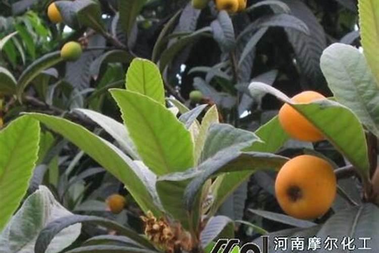 枇杷树需要打叶面肥吗怎么打？