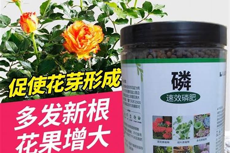 什么花适合叶面肥料？