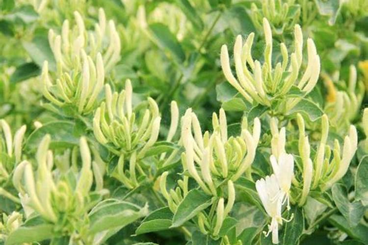 金银花用什么叶面肥好