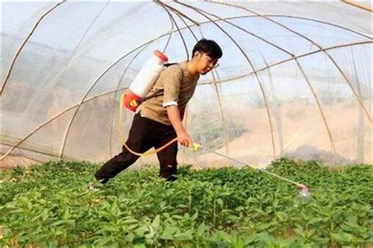 六点打叶面肥好不好打农药？