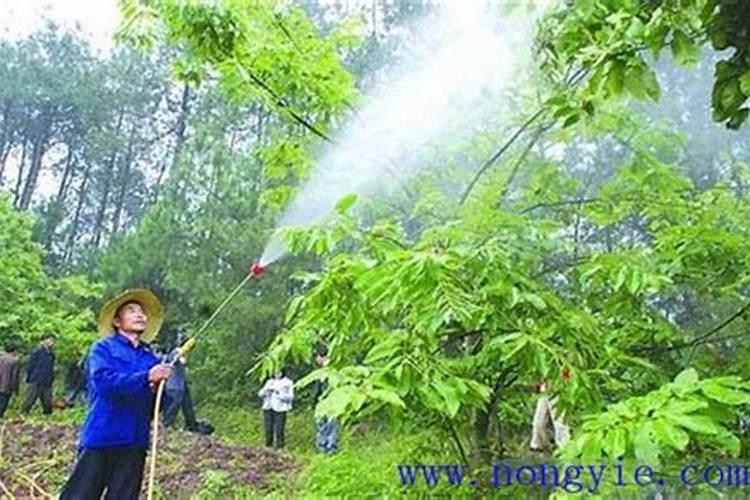 叶面肥和杀菌剂能混用吗 叶面肥和杀菌剂使用注意事项