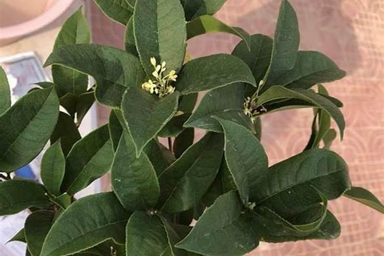 桂花氮肥怎么施肥最好用？
