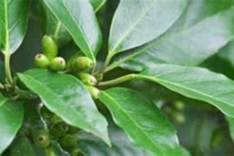 桂花树怎么施肥好？