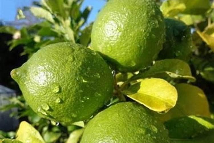 柠檬硼肥什么时候施肥最好？