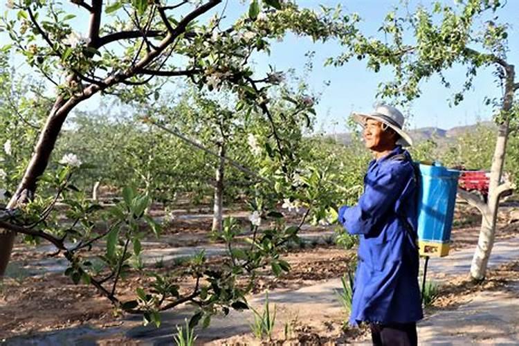施硼施钾在果树上什么时候最好？
