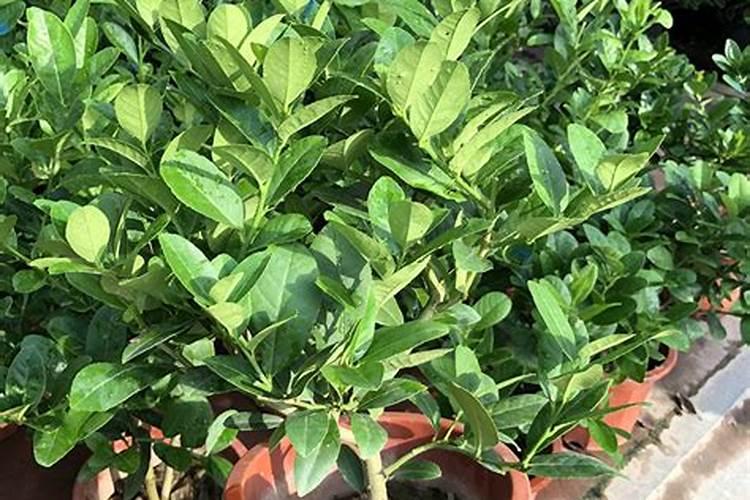 香水柠檬种植注意事项