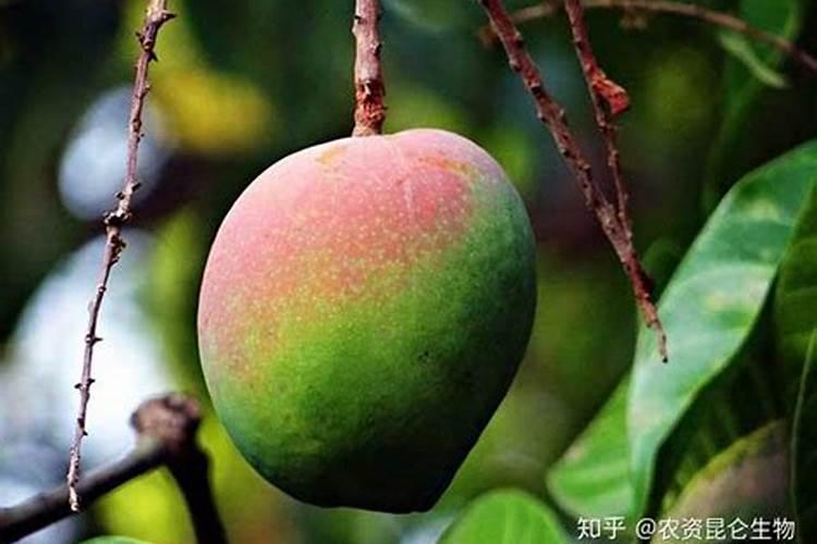 果树快速生长用什么叶面肥最好？