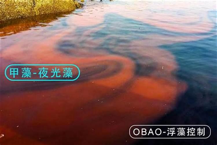 甲藻多还能肥水吗？