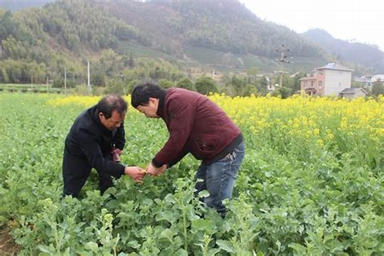 油菜初花期喷什么叶面肥比较好？