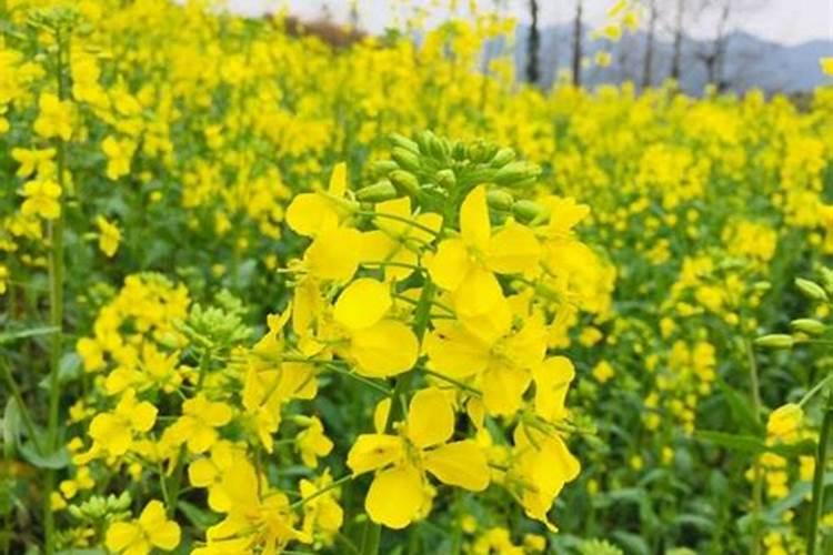 油菜开花期打什么药增产