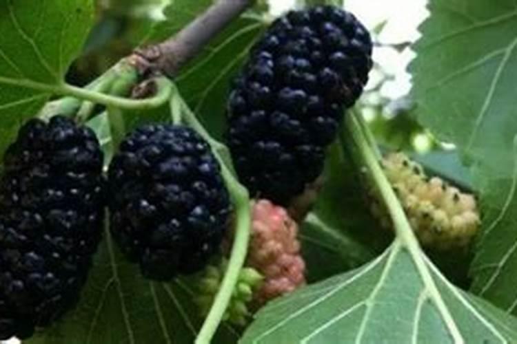 果桑种植如何防治病虫害
