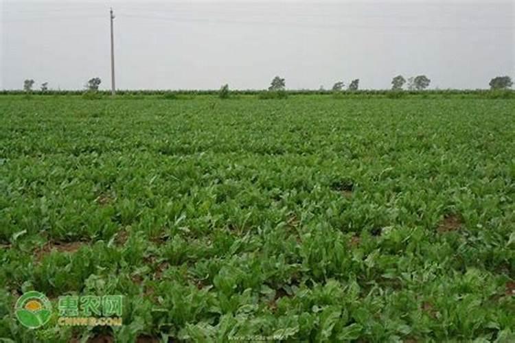 种植板兰根用磷酸二氢钾的用法与用量