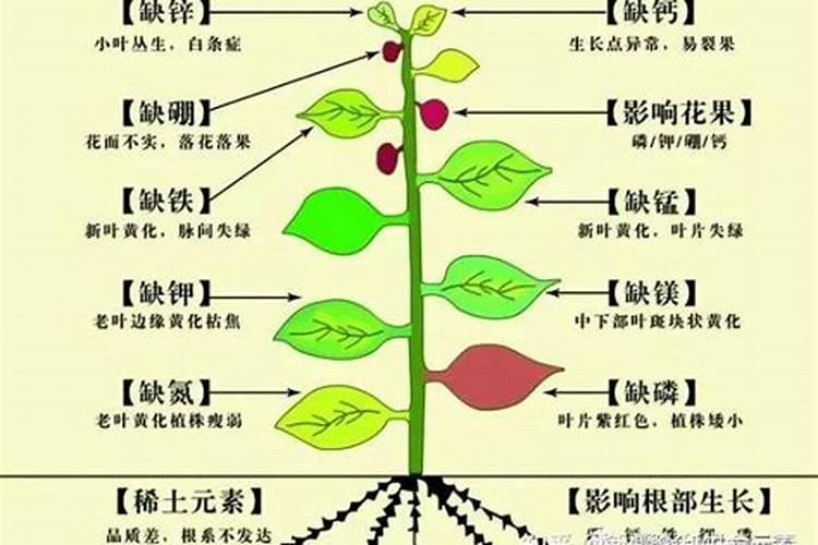 微量元素肥料与作物品质有何关系？
