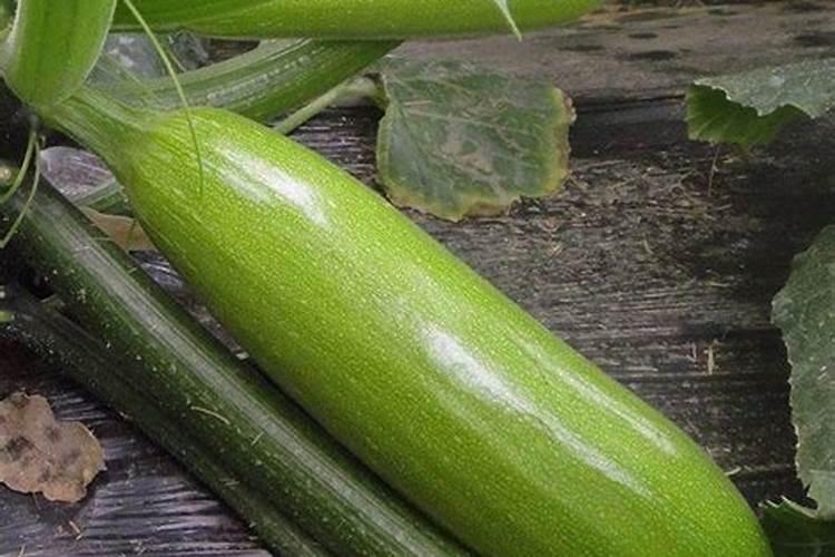 葫芦坐果期如何追肥？