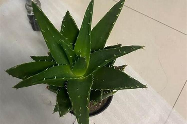 昙花花肥用什么合适,肥料制作与使用方法