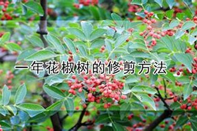 芸苔素在花椒树上一年能用几次啊？