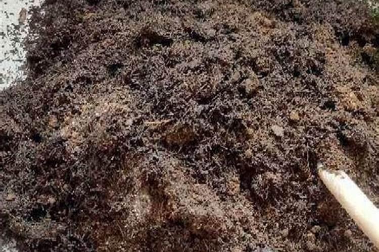 枯树叶怎样发酵成肥料